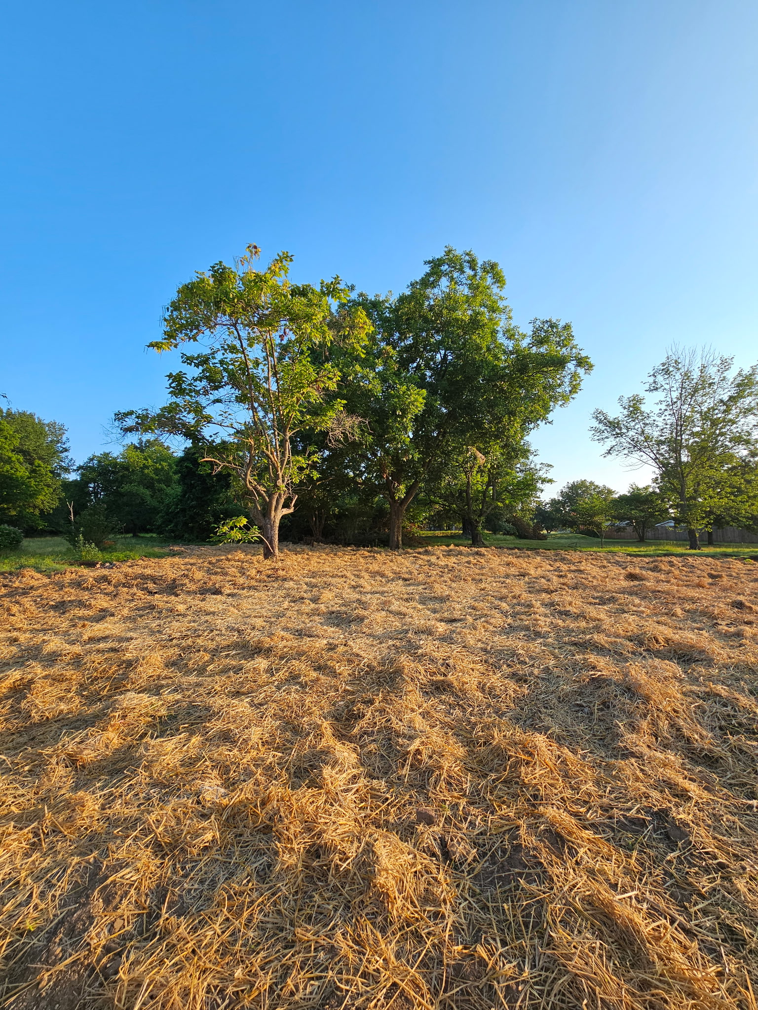 Cleared area with retained trees in the later project photo set.